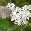 bloemenmengsel kopen, Herbaseeds, bloemenmengsel, inheems, bijenmengsel, vlindermengsel, uitheems, wilde planten zaden, wilde planten zaaien, bloemenzaden, goedkoop, voordelig