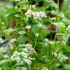 bloemenmengsel kopen, Herbaseeds, bloemenmengsel, inheems, bijenmengsel, vlindermengsel, uitheems, wilde planten zaden, wilde planten zaaien, bloemenzaden, goedkoop, voordelig
