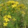bloemenmengsel kopen, Herbaseeds, bloemenmengsel, inheems, bijenmengsel, vlindermengsel, uitheems, wilde planten zaden, wilde planten zaaien, bloemenzaden, goedkoop, voordelig