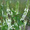bloemenmengsel kopen, Herbaseeds, bloemenmengsel, inheems, bijenmengsel, vlindermengsel, uitheems, wilde planten zaden, wilde planten zaaien, bloemenzaden, goedkoop, voordelig