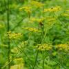 bloemenmengsel kopen, Herbaseeds, bloemenmengsel, inheems, bijenmengsel, vlindermengsel, uitheems, wilde planten zaden, wilde planten zaaien, bloemenzaden, goedkoop, voordelig